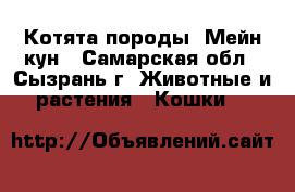 Котята породы. Мейн кун - Самарская обл., Сызрань г. Животные и растения » Кошки   